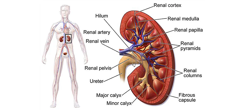 Excretory System Disorders